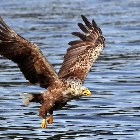 Angelas White House - Single * Stamsund